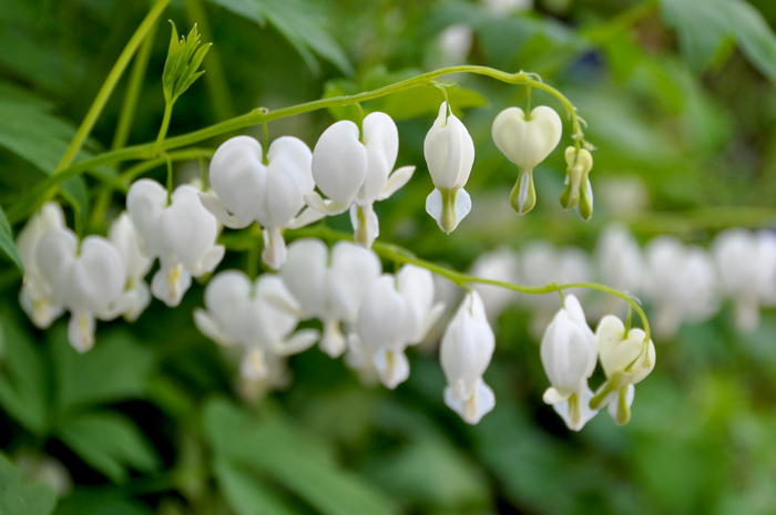 Blüten